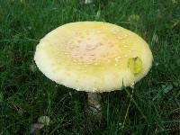 Amanita muscaria image