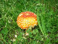 Amanita muscaria image