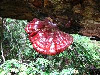 Ganoderma tsugae image