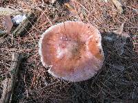 Amanita amerirubescens image