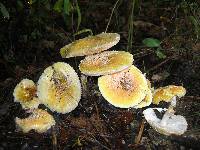 Amanita muscaria var. guessowii image