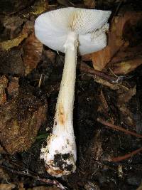 Amanita brunnescens image