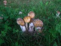 Amanita amerirubescens image