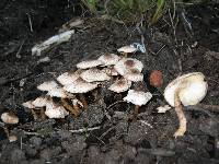 Leucoagaricus meleagris image