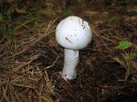 Amanita bisporigera image