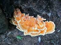 Laetiporus sulphureus image