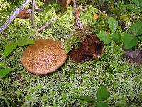 Suillus pictus image