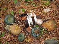 Lactarius chelidonium image