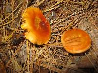 Hygrophoropsis aurantiaca image