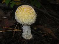 Amanita muscaria var. guessowii image