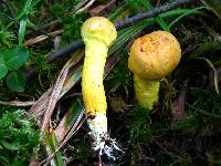 Pulveroboletus ravenelii image