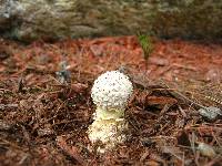 Amanita muscaria image