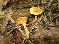 Hygrophoropsis aurantiaca image