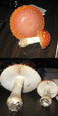 Amanita persicina image