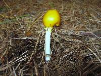 Amanita elongata image