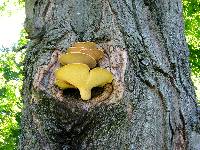 Polyporus squamosus image