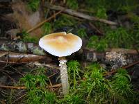 Entoloma strictius image