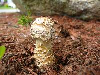 Amanita muscaria var. guessowii image