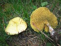 Suillus americanus image