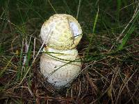 Amanita muscaria var. guessowii image