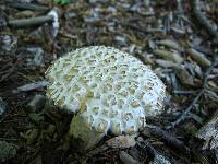 Stropharia rugosoannulata image