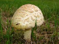 Amanita muscaria var. guessowii image