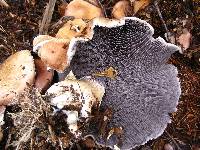 Stropharia rugosoannulata image