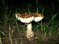 Amanita amerirubescens image