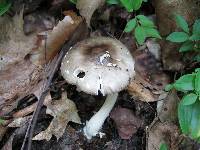 Amanita brunnescens image