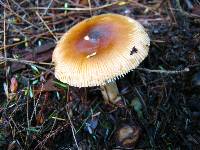 Amanita amerifulva image