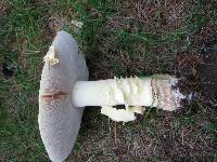 Amanita muscaria var. guessowii image