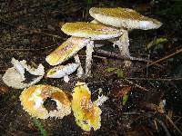 Amanita muscaria var. guessowii image