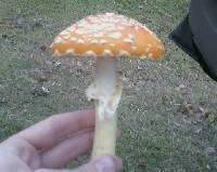 Amanita persicina image