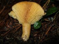 Lactarius croceus image