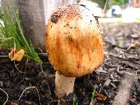 Amanita rubescens image