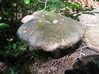 Megacollybia rodmanii image