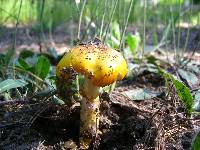 Amanita flavoconia image