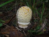 Amanita muscaria var. guessowii image