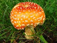 Amanita muscaria var. guessowii image