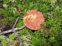 Suillus pictus image