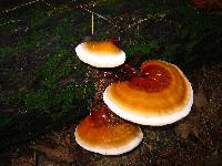 Ganoderma tsugae image