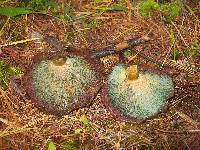 Lactarius chelidonium image