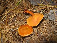 Hygrophoropsis aurantiaca image