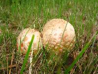 Amanita muscaria var. guessowii image