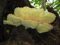 Laetiporus sulphureus image