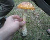 Amanita persicina image