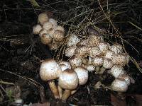 Leucoagaricus meleagris image