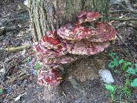 Ganoderma tsugae image