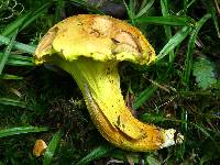 Pulveroboletus ravenelii image