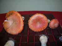 Amanita persicina image